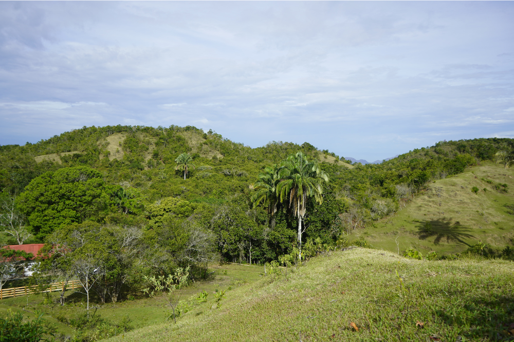nosotros Bosque tropical seco
